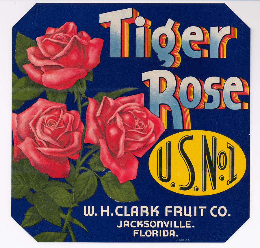 Tiger Rose Painting by Unknown