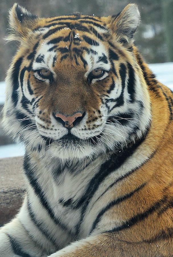 Tiger Photograph by Roxanne Distad - Fine Art America