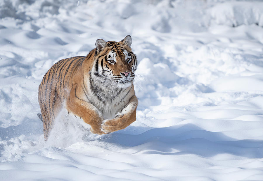 Tiger running in snow Photograph by Jack Nevitt