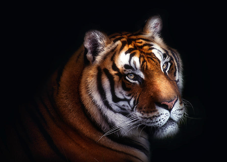 Tiger Photograph by Santiago Pascual Buye