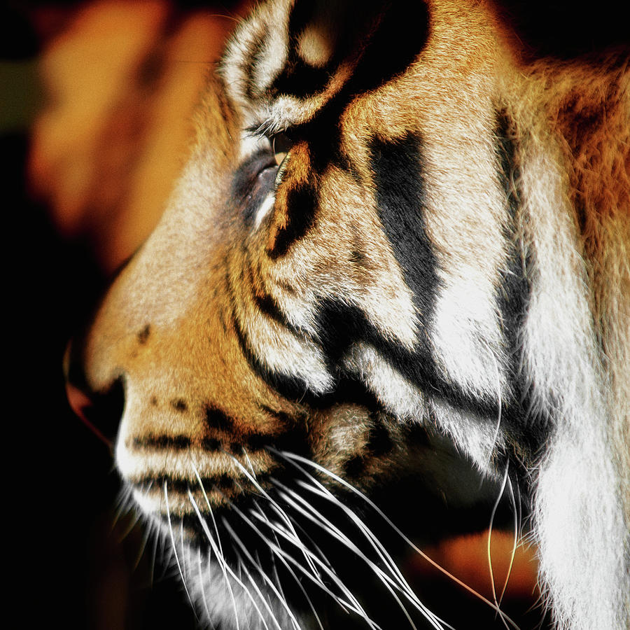 Bengal Tiger Fur by Siede Preis