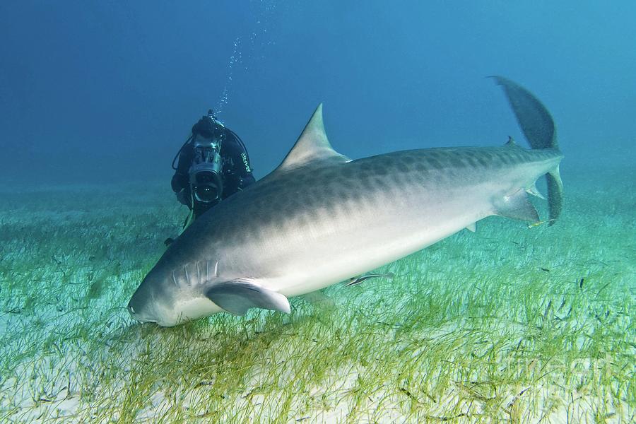 Tiger Shark And Diver Photograph by Clay Coleman/science Photo Library