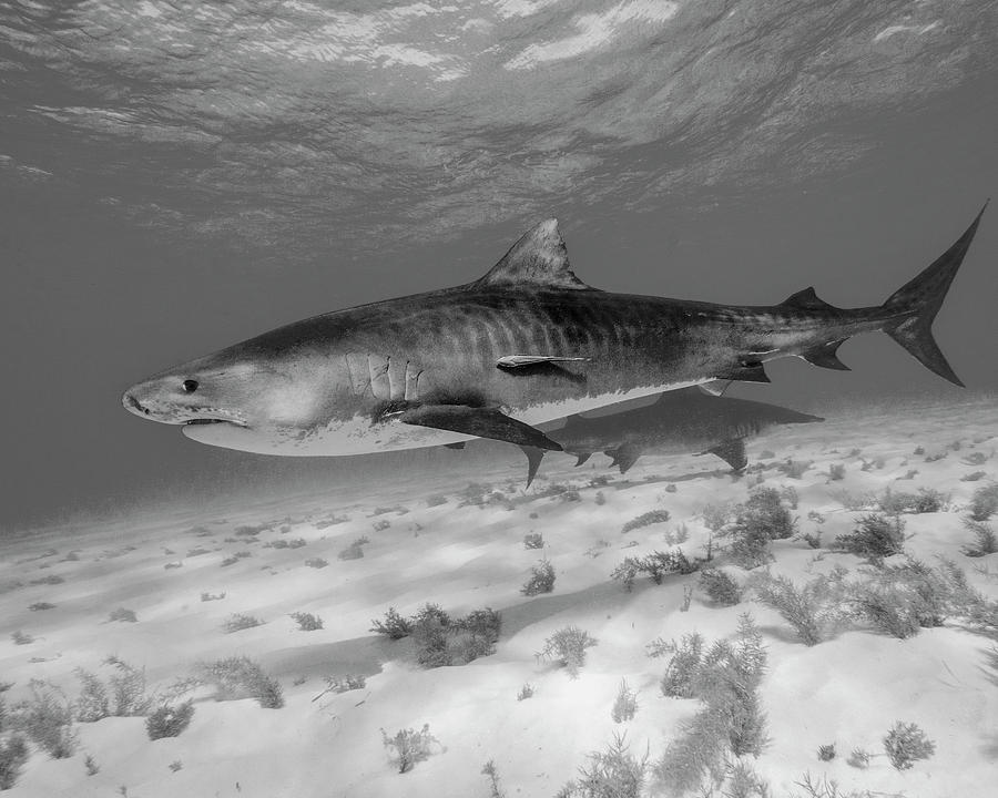 Tiger Shark In Black And White, Tiger Photograph by Brent Barnes - Pixels