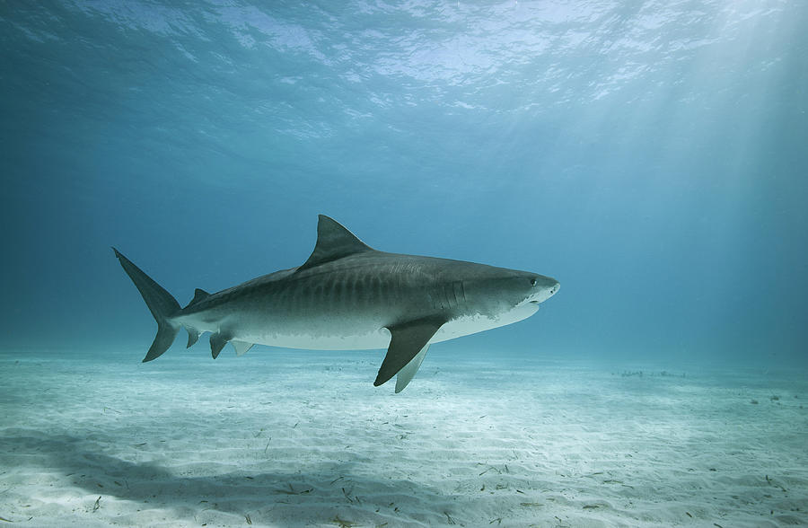 Tiger Shark In Water Photograph by Alastair Pollock Photography