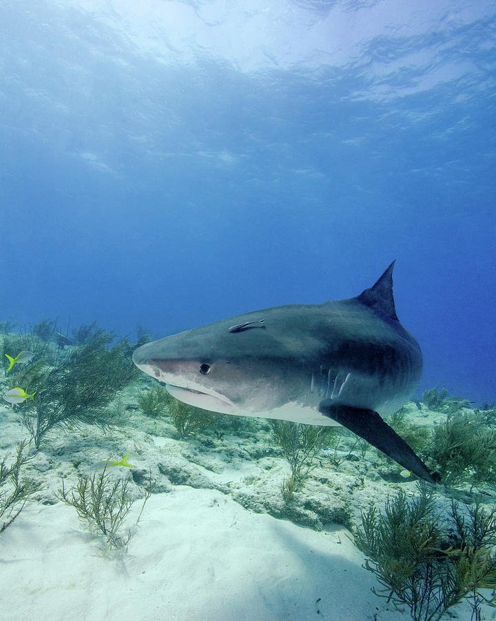 Tiger Shark Swimming Photograph by Brent Barnes