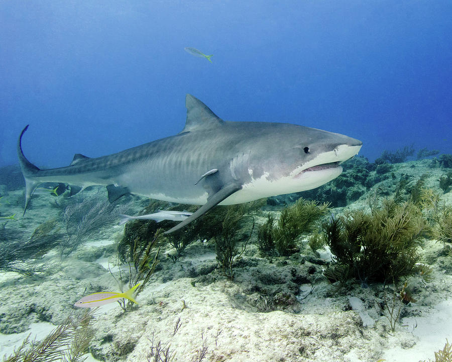 Tiger Shark Swimming Over Reef, Tiger Photograph by Brent Barnes - Fine ...