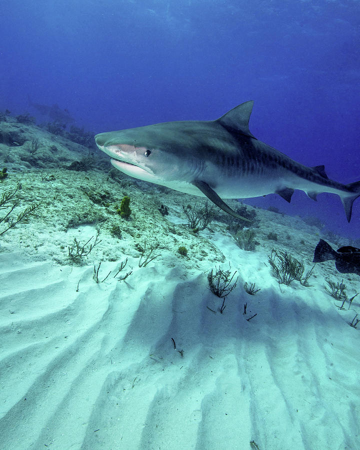 Tiger Shark Swimming Over Rippled Sand Photograph by Brent Barnes ...