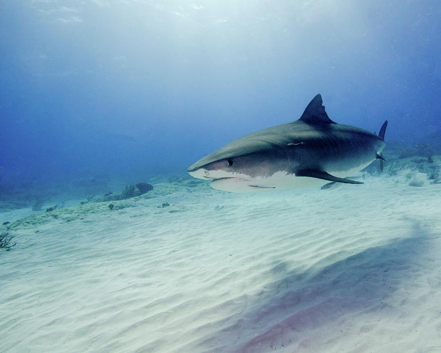 Tiger Shark Swimming Over Sand Photograph by Brent Barnes | Fine Art ...