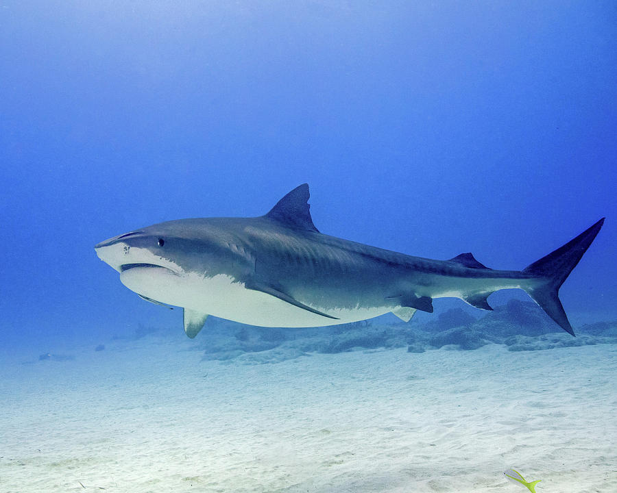 Tiger Shark Swimming Over Sand, Tiger Photograph by Brent Barnes