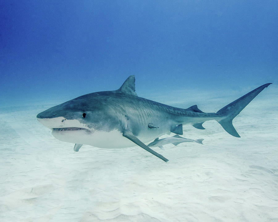 Tiger Shark Swimming Over Sandy Bottom Photograph by Brent Barnes ...