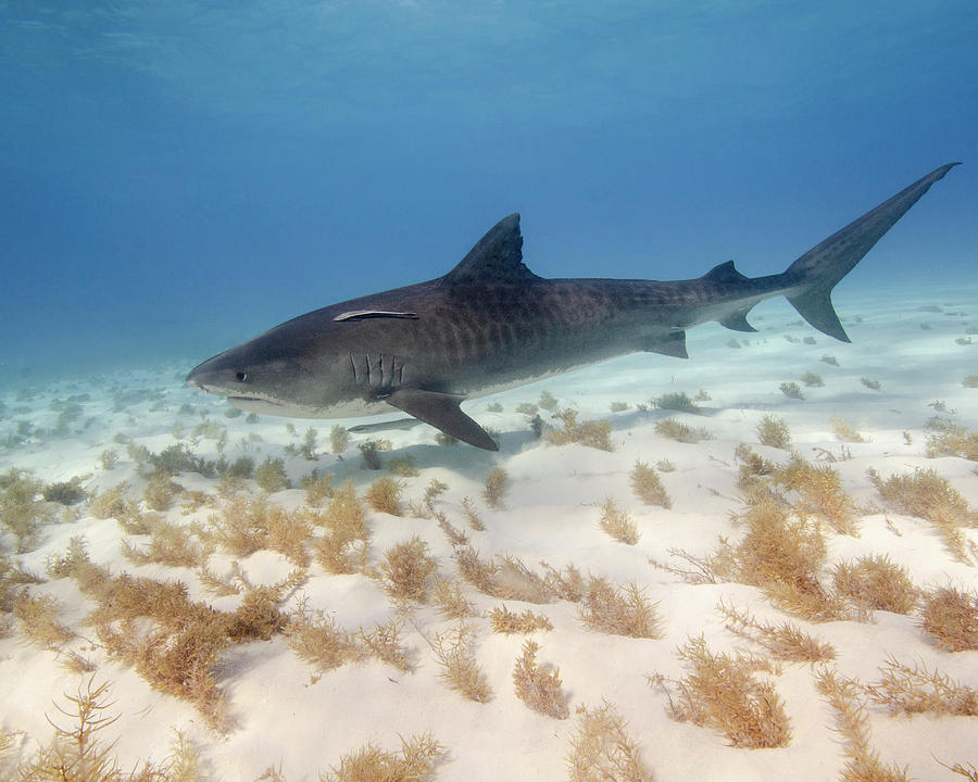 Tiger Shark Swimming Over Sea Grass Photograph by Brent Barnes - Fine ...