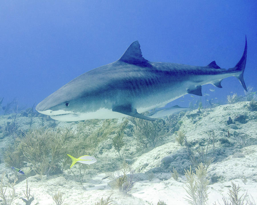 Tiger Shark Swimming With A Yellowtail Photograph by Brent Barnes