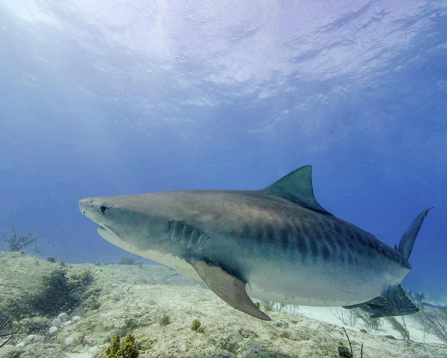 Tiger Shark Turning, Tiger Beach Photograph By Brent Barnes - Fine Art 