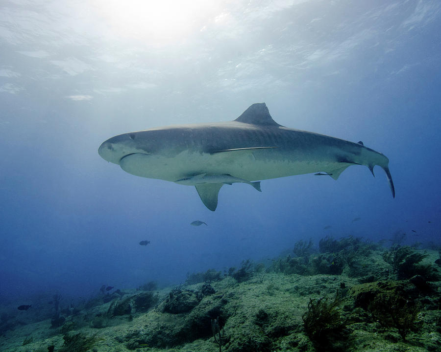 Tiger Shark Under A Sunburst, Tiger Photograph by Brent Barnes - Fine ...