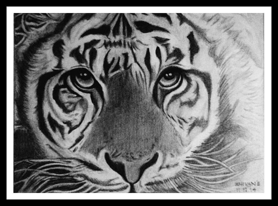 Tiger Drawing by Shivkumar Menon - Fine Art America