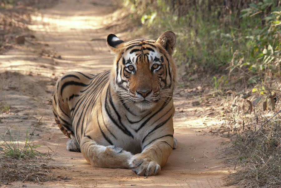 Tiger Sitting On Field Photograph by Chaithanya Krishna Photography Tiger Sitting On Field Photograph by Chaithanya Krishna Photography