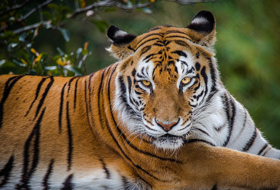 Tiger Stare Photograph by Ed Esposito