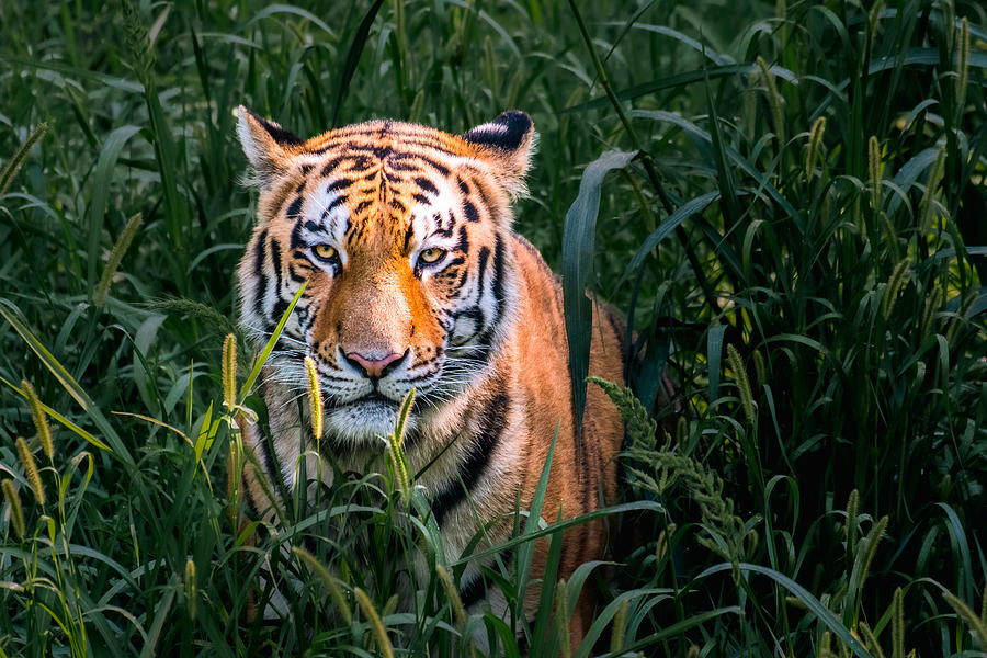 Tiger Staring Photograph by Abhinav Sharma