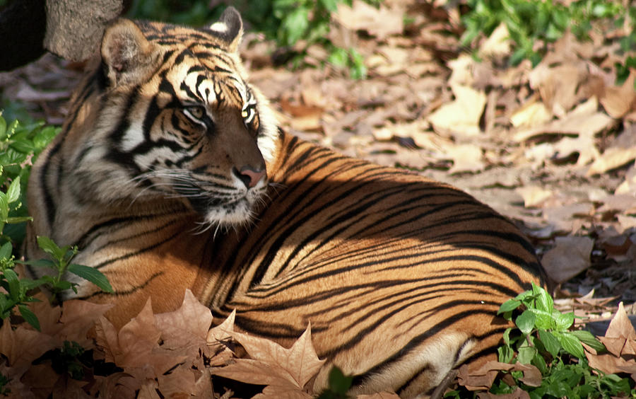 Tiger Starring At Zoo Photograph by Artur Debat