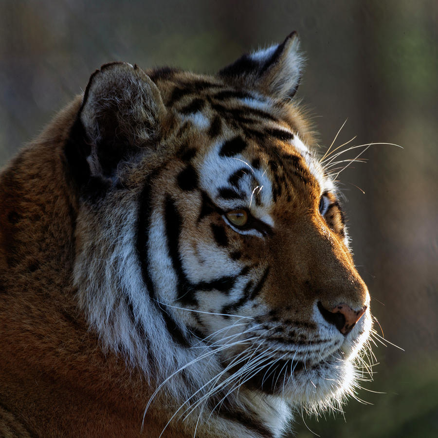 Tiger Photograph by Steev Stamford