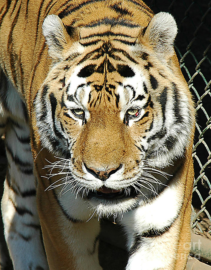 Tiger by Steve Edwards Tiger by Steve Edwards