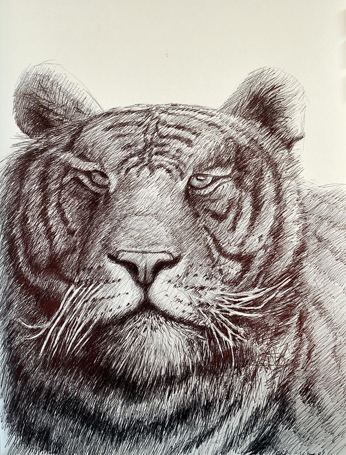 Wildlife Drawing - Tiger Stripes by Rick Hansen