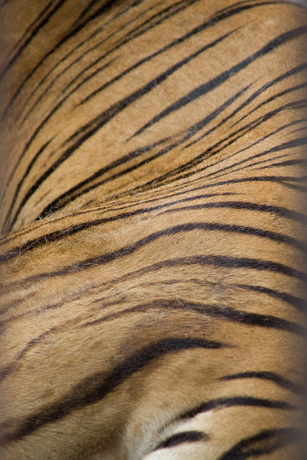 Tiger Stripes Photograph by Www.flickr.com/bslmmrs