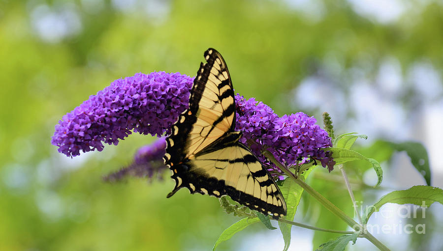Tiger Swallowtail 2 by Elaine Manley Tiger Swallowtail 2 by Elaine Manley