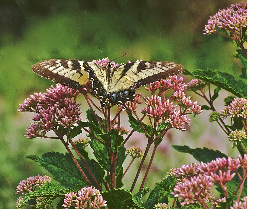 Tiger Swallowtail 2 Photograph by Janis Senungetuk