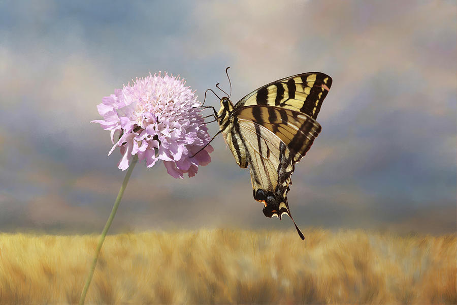 Tiger Swallowtail 2 Photograph by Morgan Wright