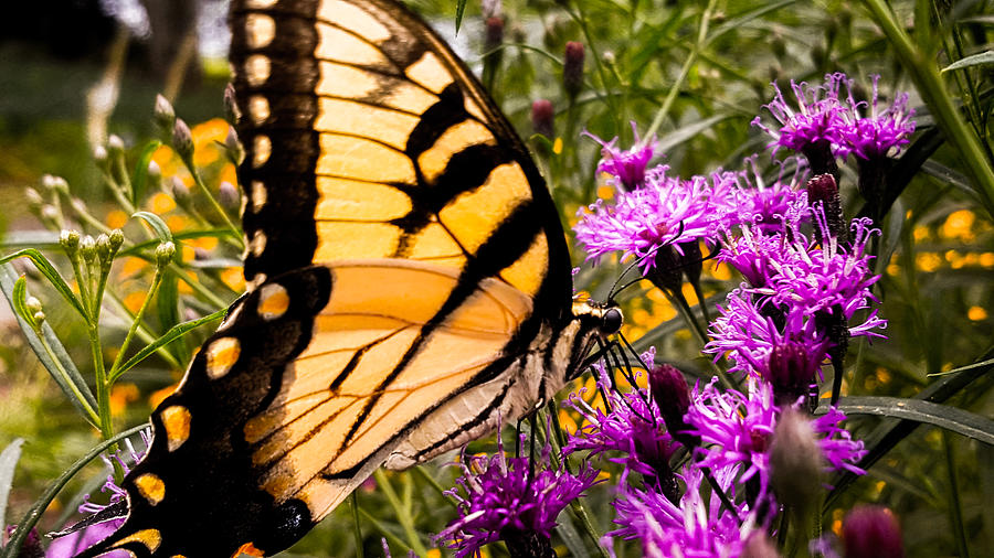 Tiger Swallowtail 3 Photograph by Michael Parker - Fine Art America