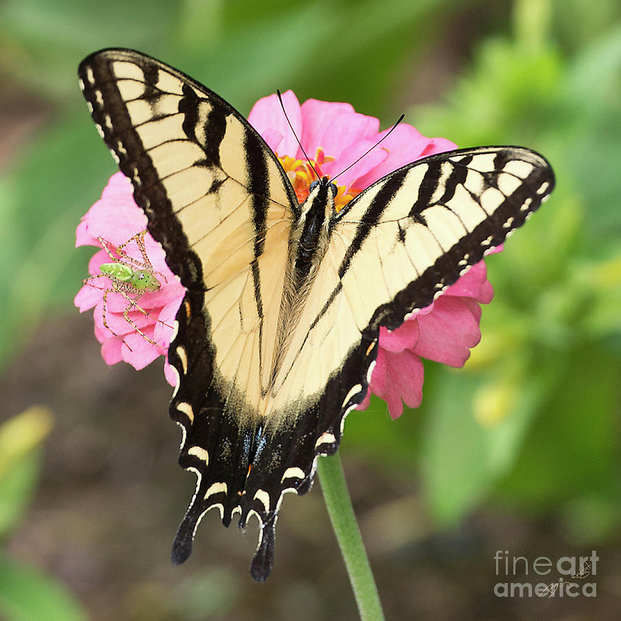 Tiger Swallowtail Photograph by Billy Knight