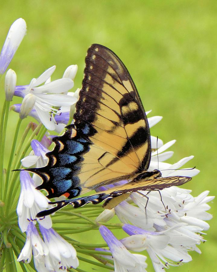Tiger Swallowtail I Photograph by Karen Stansberry