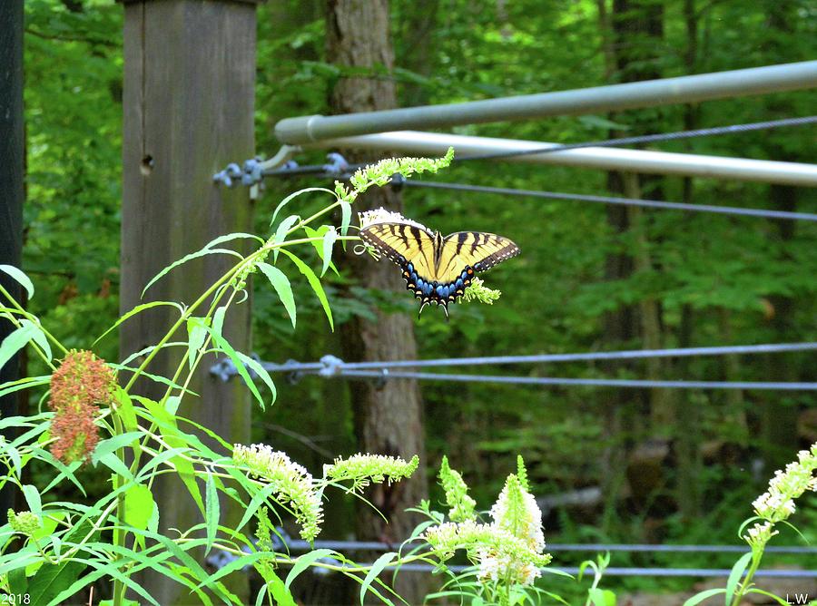 Tiger Swallowtail Butterfly Photograph by Lisa Wooten
