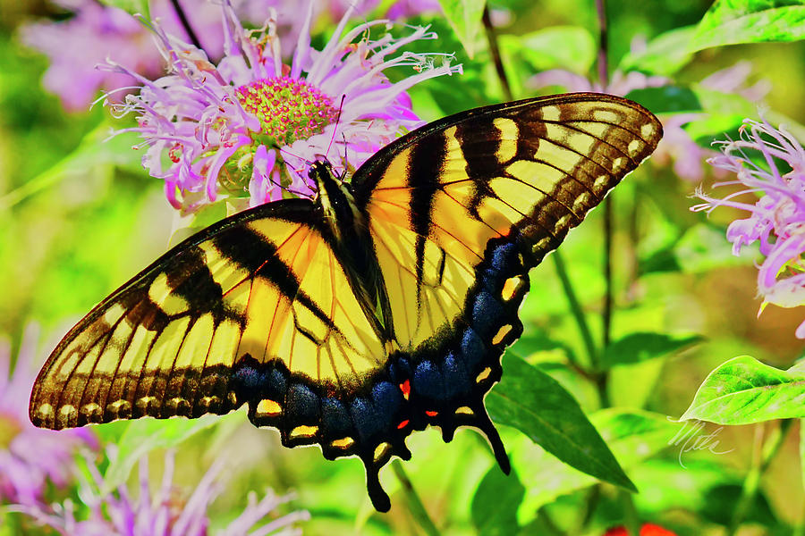 Tiger Swallowtail Butterfly Photograph by Meta Gatschenberger