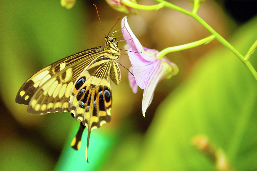 Tiger Swallowtail Butterfly Photograph by Mitch Cat
