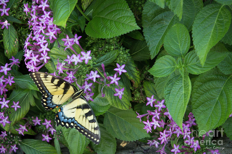 Tiger Swallowtail Butterfly Nature Wildlife Art Photograph by Reid Callaway