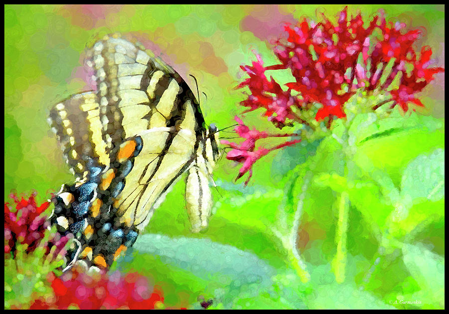 Tiger Swallowtail Butterfly on Egyptian Star Cluster Flowers Digital Art by A Macarthur Gurmankin
