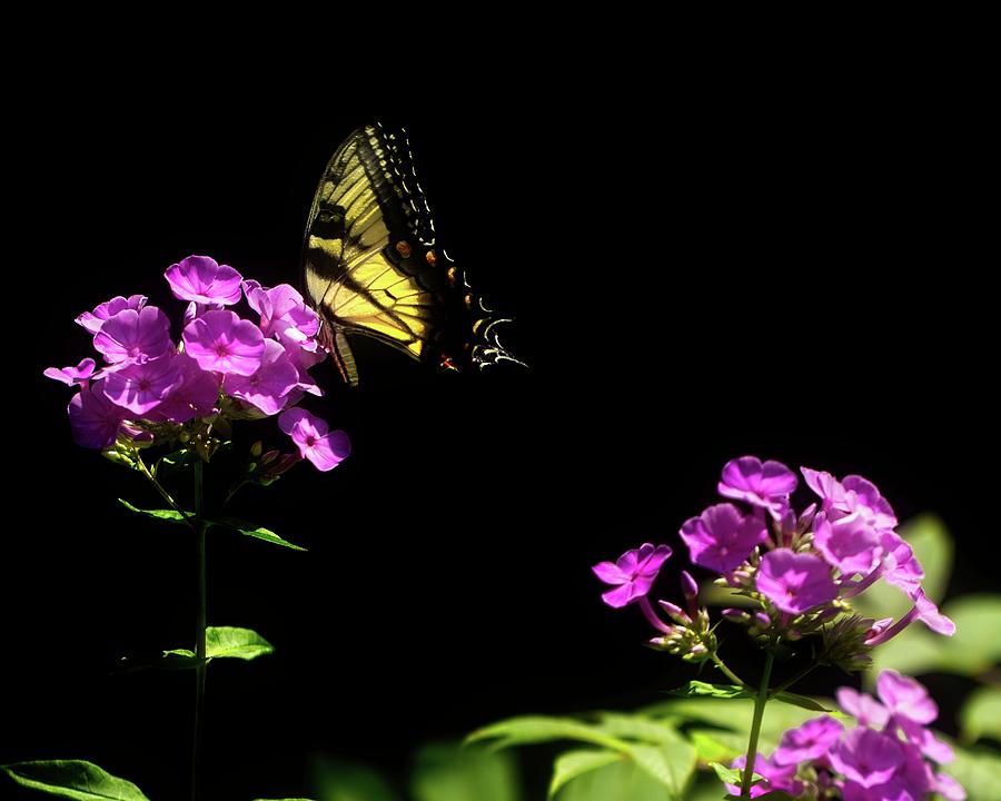 Tiger Swallowtail Butterfly On Phlox in Summer Photograph by Carol Senske