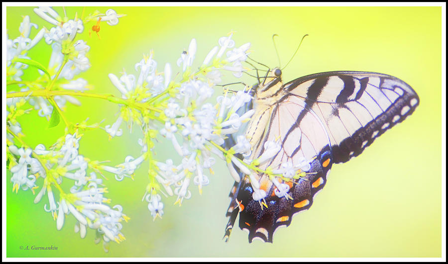 Tiger Swallowtail Butterfly on Privet Flowers Digital Art by A Macarthur Gurmankin
