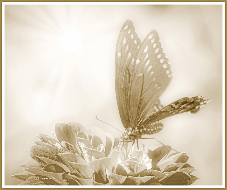 Tiger Swallowtail Butterfly, Zinnia Flower, Summer Day Digital Art by A Macarthur Gurmankin