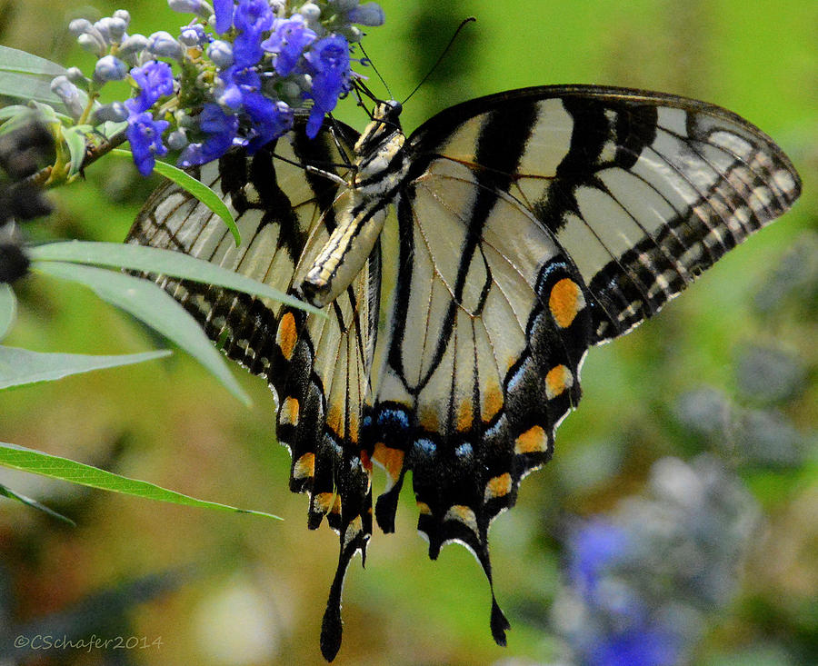 Tiger Swallowtail Photograph by Charlotte Schafer