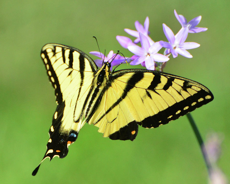 Tiger Swallowtail Photograph by Jerry Griffin