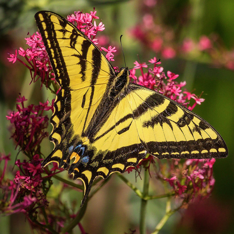 Tiger Swallowtail  Photograph by Mark Mille