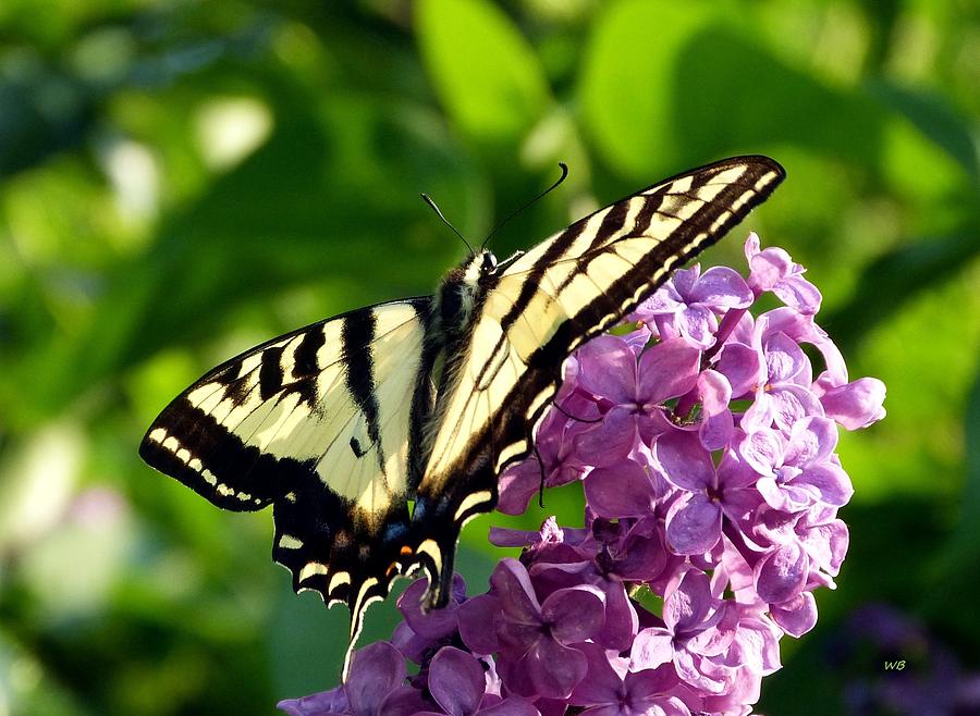 Tiger Swallowtail On A Lilac Photograph by Will Borden