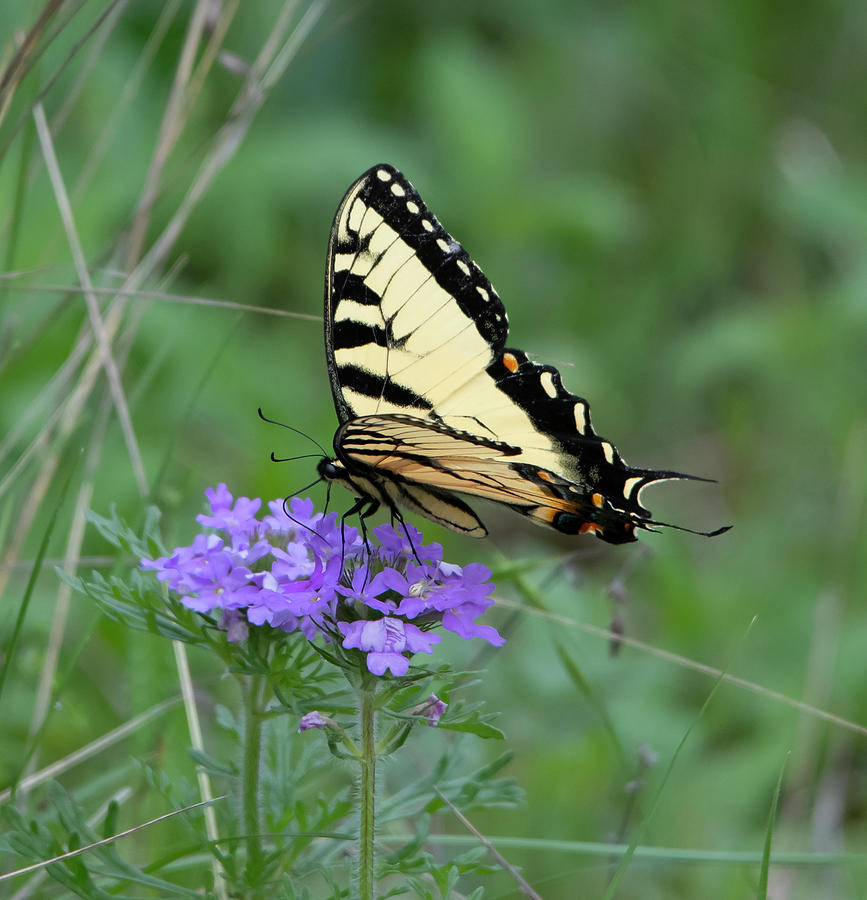 Tiger Swallowtail Photograph by Patrick Nowotny