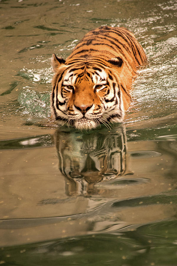 Tiger Swimming Photograph by Don Johnson