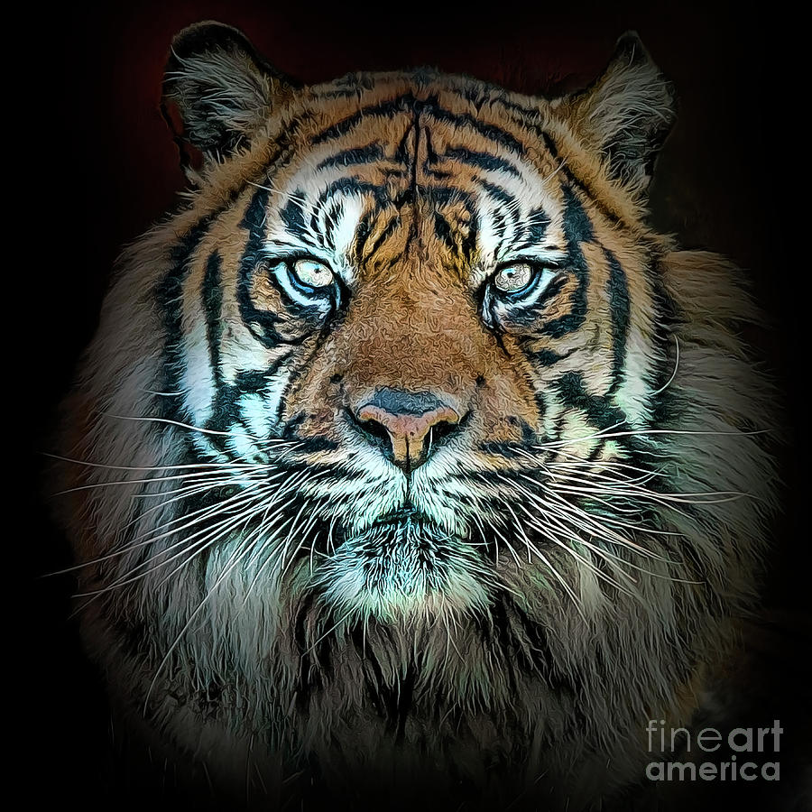 Tiger, Tiger Photograph by Brian Tarr