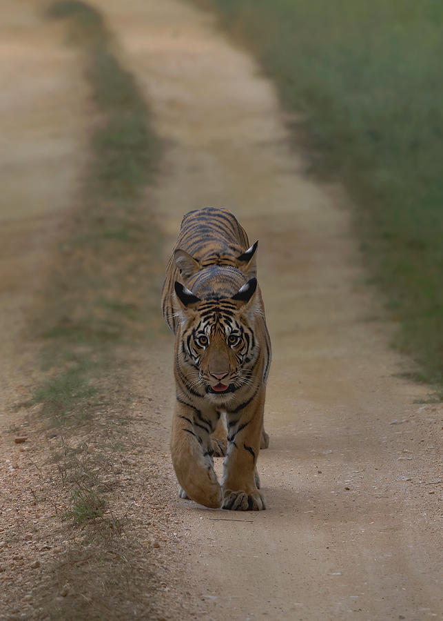 Tiger Train Photograph by Sunil Manikkath