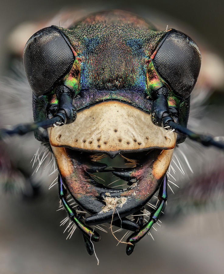 Tigerbeetle Head Portrait, Lucerne, Switzerland. June. Photograph by ...